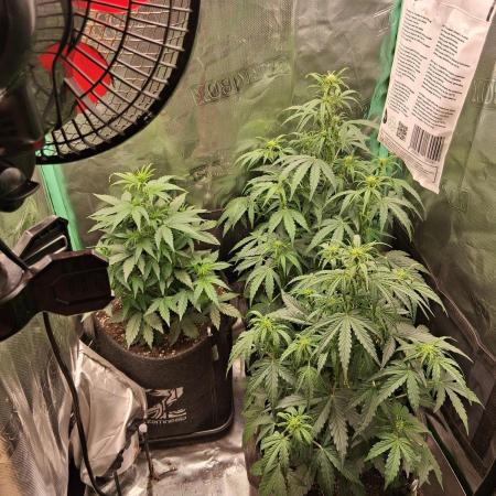 godfeather og f1 auto