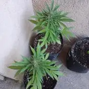 wurlz outdoor