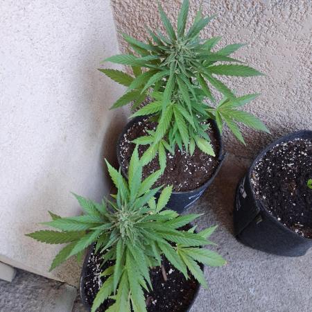 wurlz outdoor
