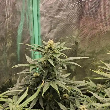 Frosted guava auto 2d run