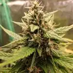 Frosted guava auto 2d run