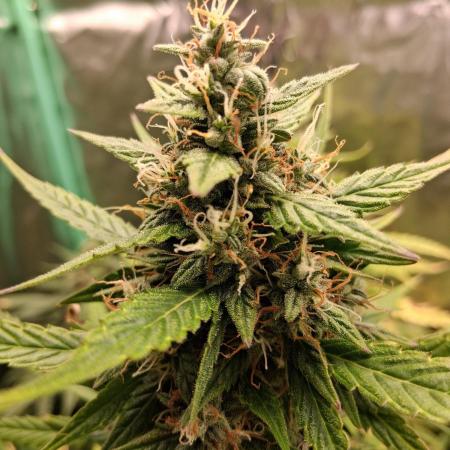 Frosted guava auto 2d run