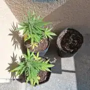 wurlz outdoor