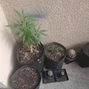 Wurlz of summer