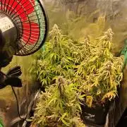 godfeather og f1 auto