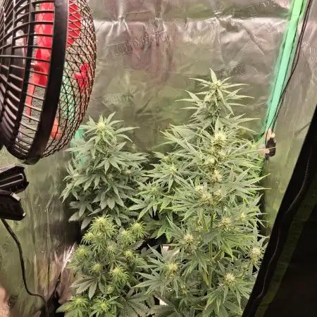 Frosted guava auto 2d run