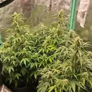 godfeather og f1 auto