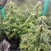 godfeather og f1 auto