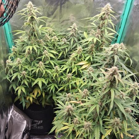 godfeather og f1 auto