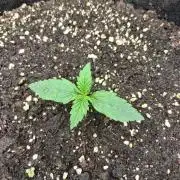 godfeather og f1 auto