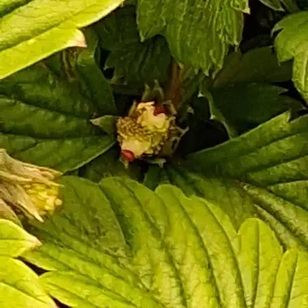 Fraises des bois 🍓