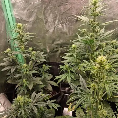Frosted guava auto 2d run