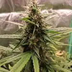 Frosted guava auto 2d run