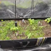 Living soil beet zweite runde