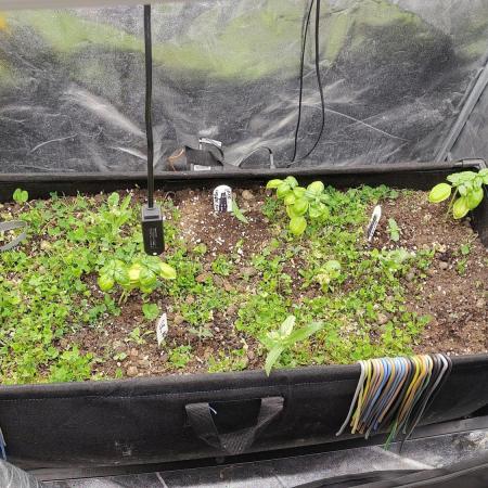 Living soil beet zweite runde