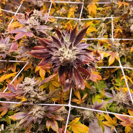 HiFi 4G - Single LST