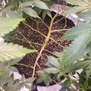 HiFi 4G - Single LST