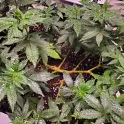 HiFi 4G - Single LST