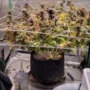 HiFi 4G - Single LST