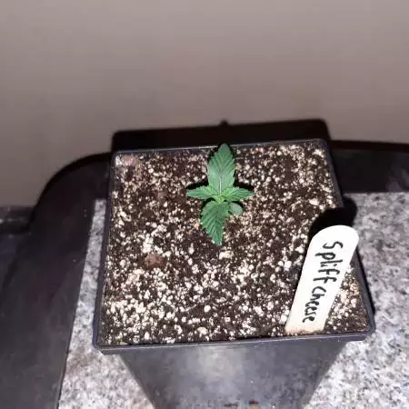 Spliff Cheese by 416fireman