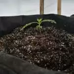 CBD Project