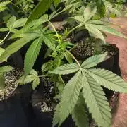 Amnesia Gas