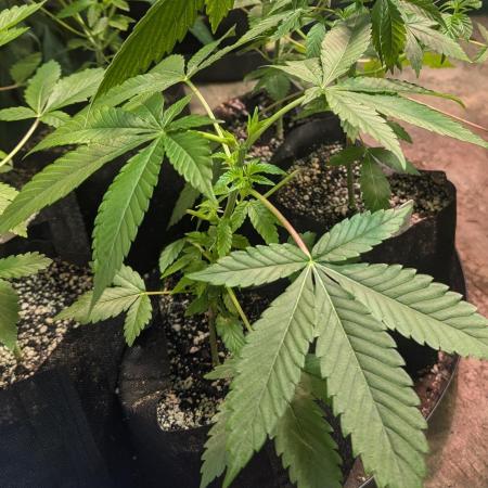 Amnesia Gas