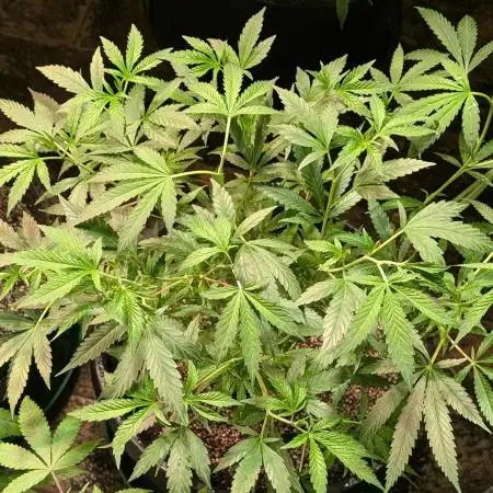 Grape Ape