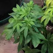 Amnesia Gas