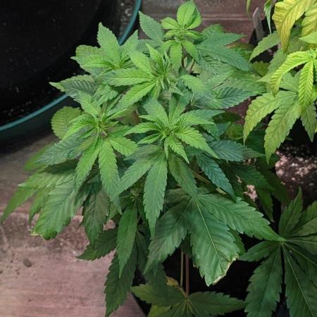 Amnesia Gas