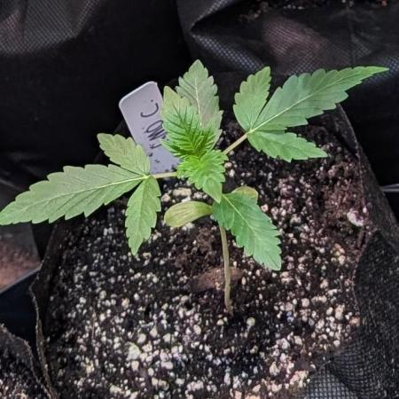 GMO Cookies