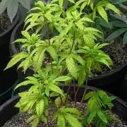 Papaya Stank