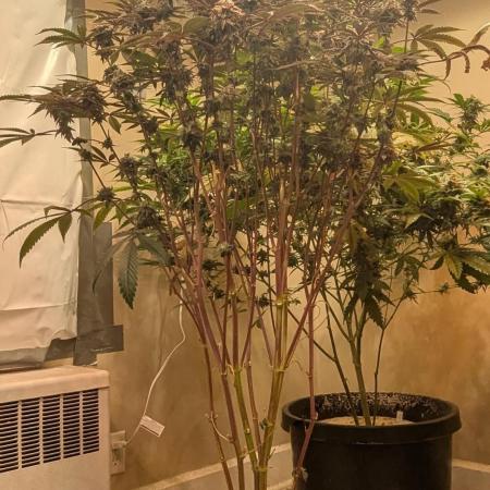 Girl Scout Cookies
