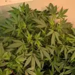 Sugar Black Rose
