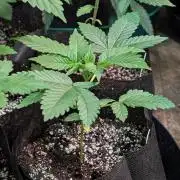 Amnesia Gas