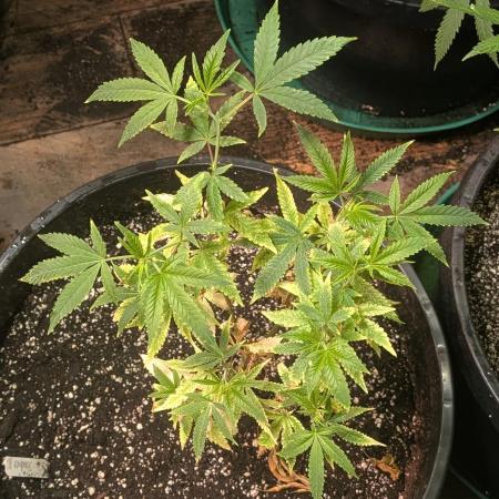 Strawberry Banana