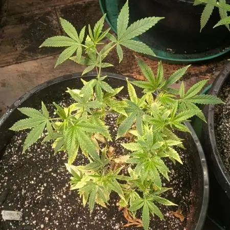 Strawberry Banana