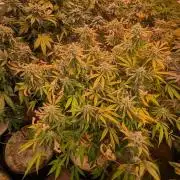 Sunset Sherbet