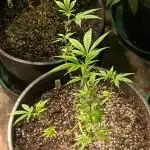 Hellfire OG