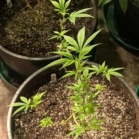 Hellfire OG