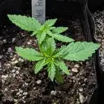 Hellfire OG