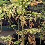MAC Ganja