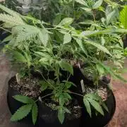 Papaya Stank