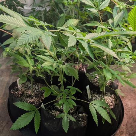 Papaya Stank
