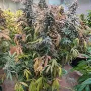 Sunset Sherbet