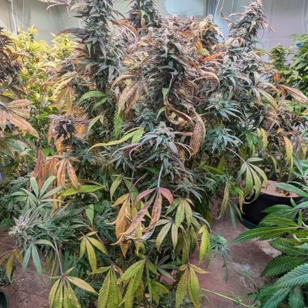 Sunset Sherbet