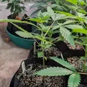 Aura Hash