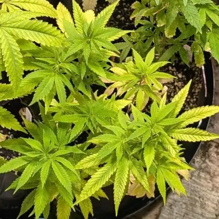 MAC Ganja