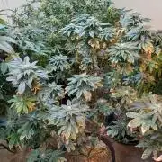 Pink Gelato