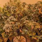 Pink Gelato